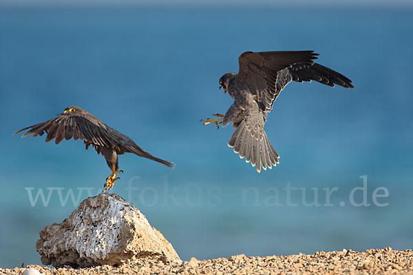 Schieferfalke (Falco concolor)