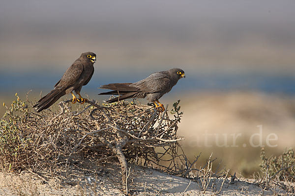 Schieferfalke (Falco concolor)