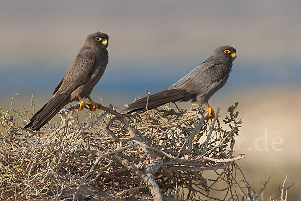 Schieferfalke (Falco concolor)