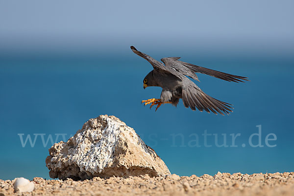 Schieferfalke (Falco concolor)