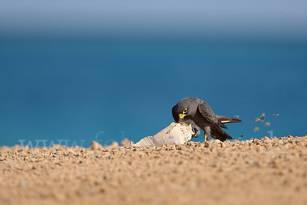 Schieferfalke (Falco concolor)