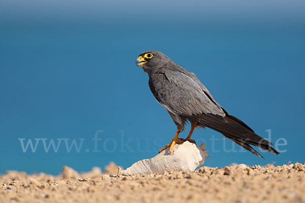 Schieferfalke (Falco concolor)