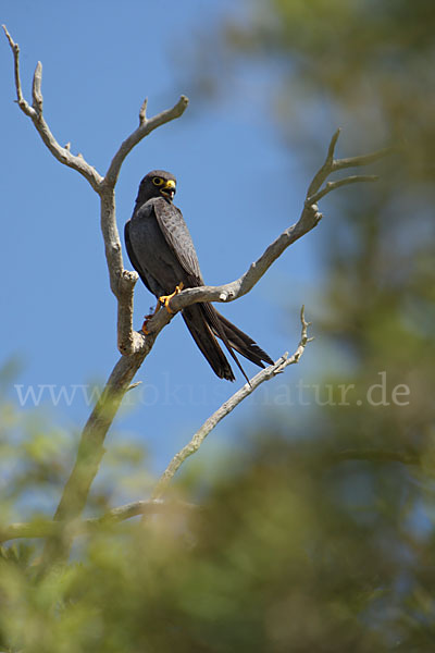 Schieferfalke (Falco concolor)