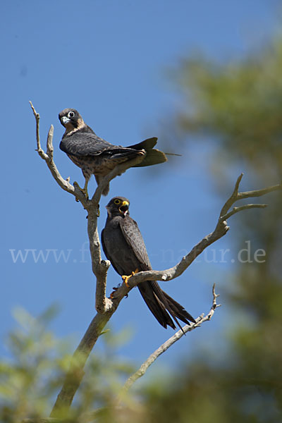 Schieferfalke (Falco concolor)