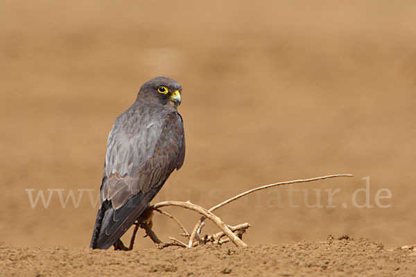 Schieferfalke (Falco concolor)