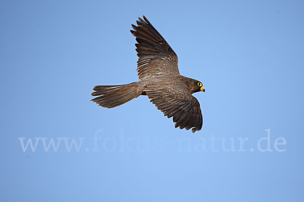 Schieferfalke (Falco concolor)