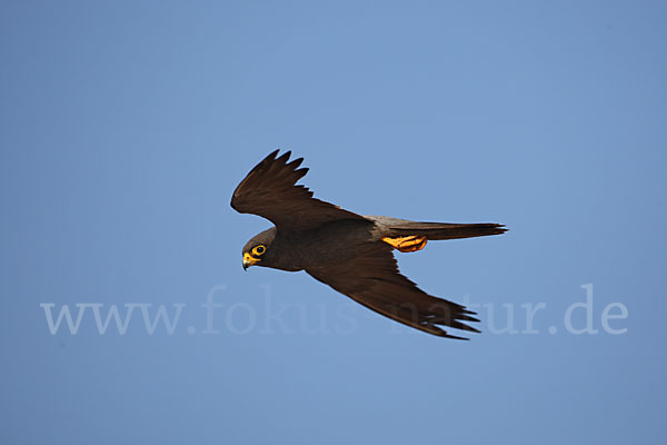 Schieferfalke (Falco concolor)