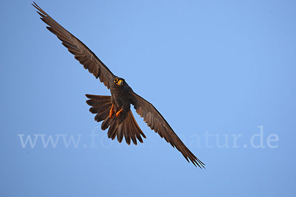 Schieferfalke (Falco concolor)