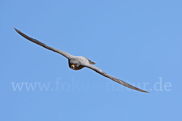 Schieferfalke (Falco concolor)