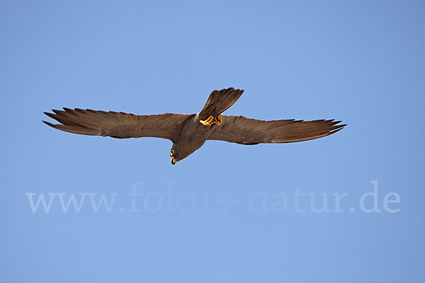 Schieferfalke (Falco concolor)