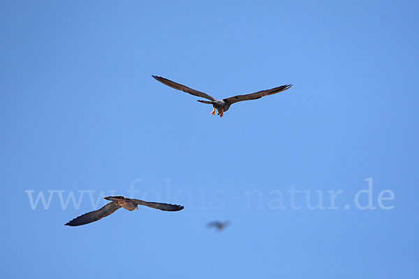 Schieferfalke (Falco concolor)