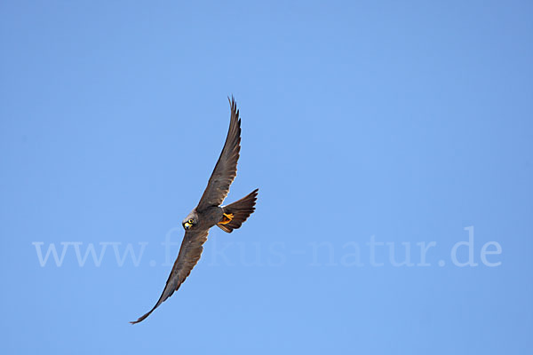 Schieferfalke (Falco concolor)