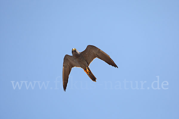 Schieferfalke (Falco concolor)