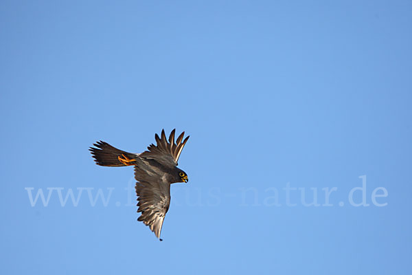 Schieferfalke (Falco concolor)