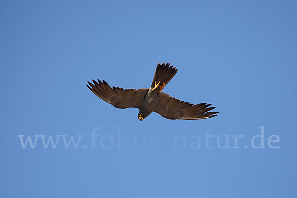 Schieferfalke (Falco concolor)