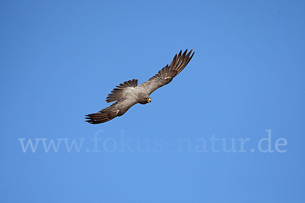 Schieferfalke (Falco concolor)