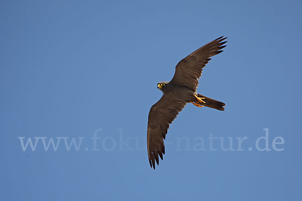 Schieferfalke (Falco concolor)