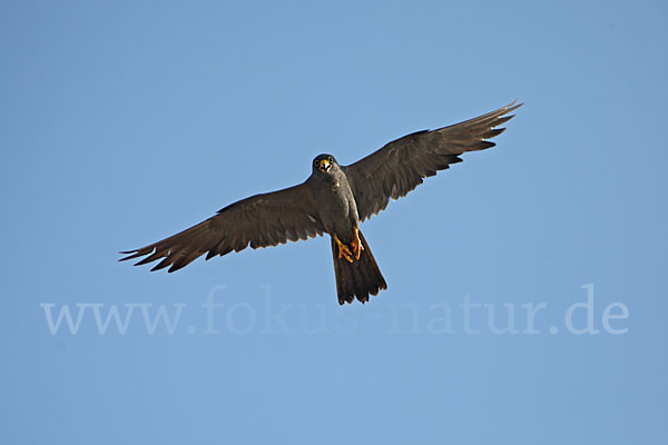 Schieferfalke (Falco concolor)