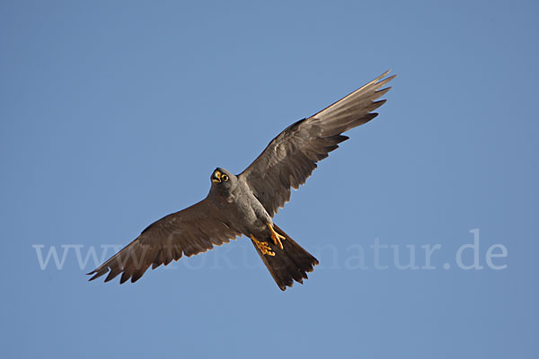 Schieferfalke (Falco concolor)