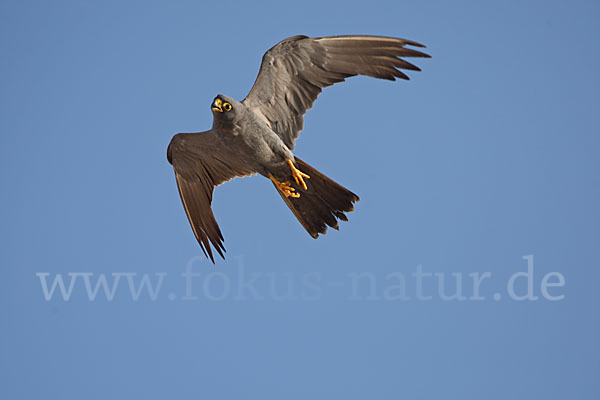 Schieferfalke (Falco concolor)