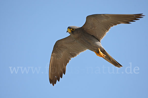 Schieferfalke (Falco concolor)