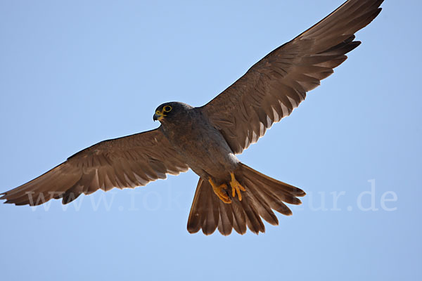 Schieferfalke (Falco concolor)