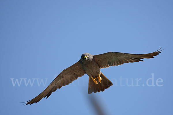 Schieferfalke (Falco concolor)