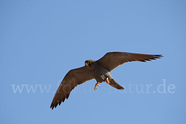 Schieferfalke (Falco concolor)