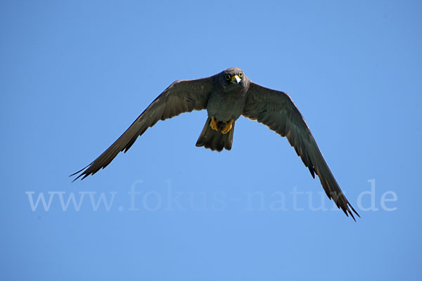 Schieferfalke (Falco concolor)