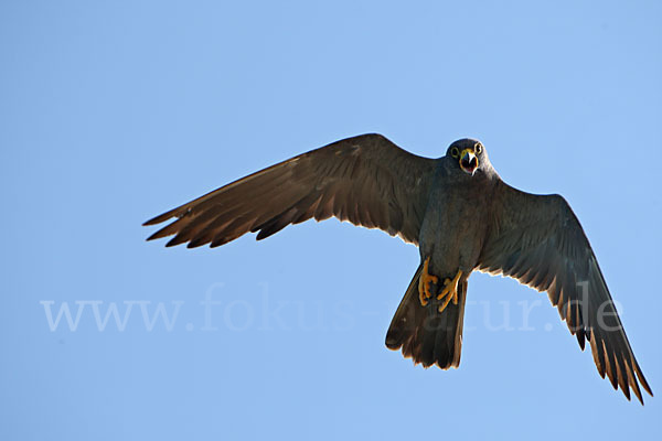 Schieferfalke (Falco concolor)