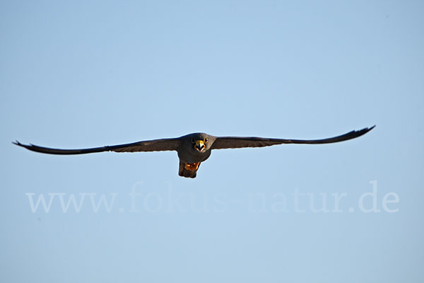 Schieferfalke (Falco concolor)