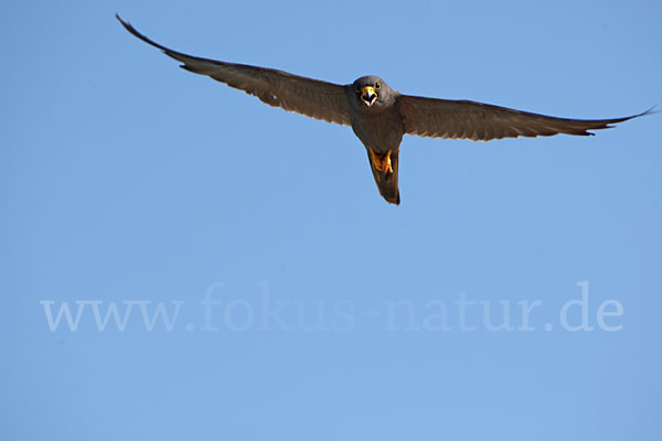 Schieferfalke (Falco concolor)