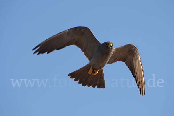 Schieferfalke (Falco concolor)