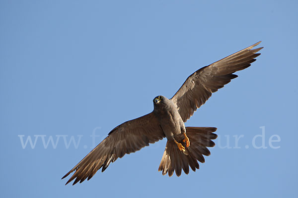 Schieferfalke (Falco concolor)