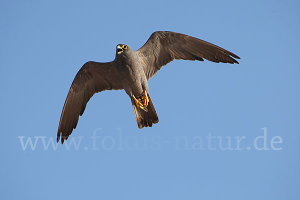 Schieferfalke (Falco concolor)