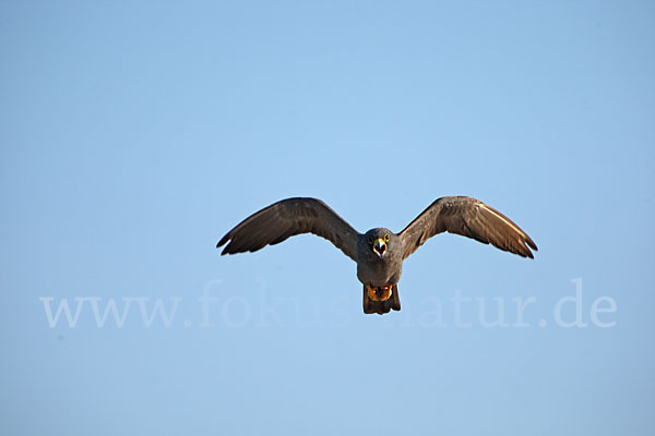 Schieferfalke (Falco concolor)