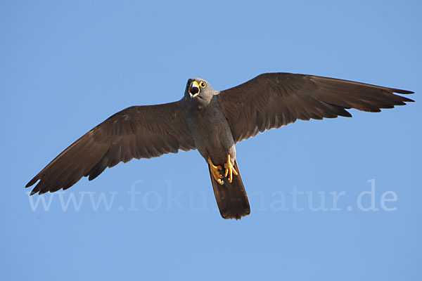 Schieferfalke (Falco concolor)