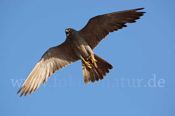 Schieferfalke (Falco concolor)