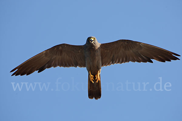 Schieferfalke (Falco concolor)