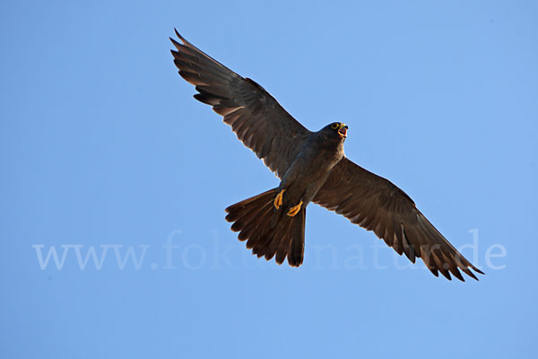 Schieferfalke (Falco concolor)