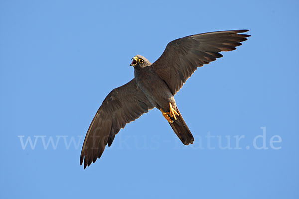 Schieferfalke (Falco concolor)