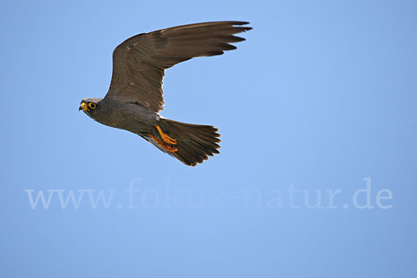 Schieferfalke (Falco concolor)