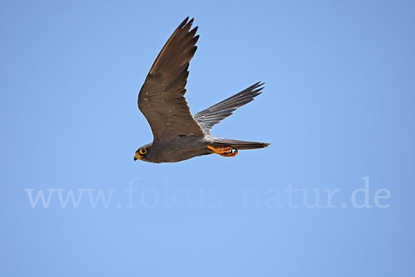 Schieferfalke (Falco concolor)