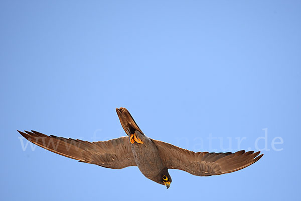 Schieferfalke (Falco concolor)