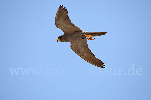 Schieferfalke (Falco concolor)