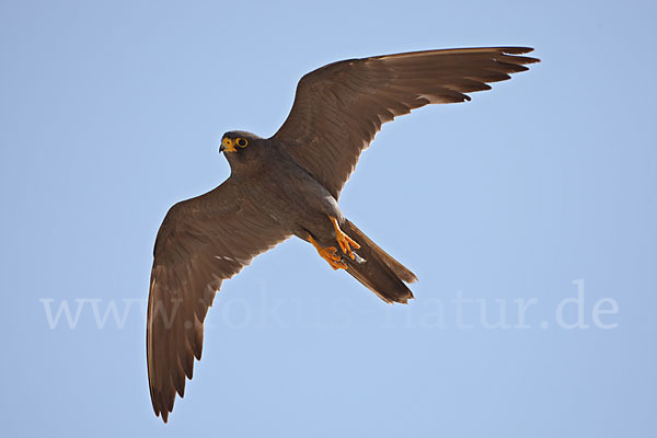 Schieferfalke (Falco concolor)