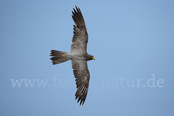 Schieferfalke (Falco concolor)