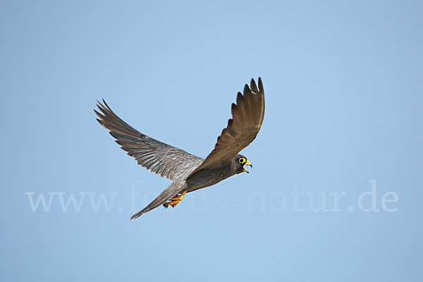 Schieferfalke (Falco concolor)