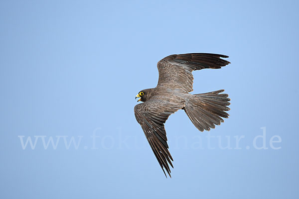 Schieferfalke (Falco concolor)