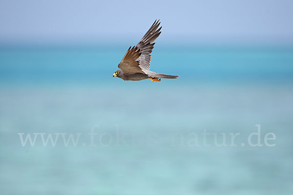 Schieferfalke (Falco concolor)